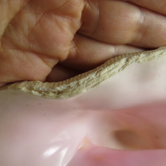 Large Real Conch Sea Shell 8x7" 5.5" tall has some chips Light Tan - Picture 9 of 10